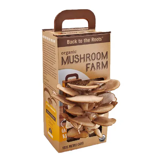 Mushroom Boxes 