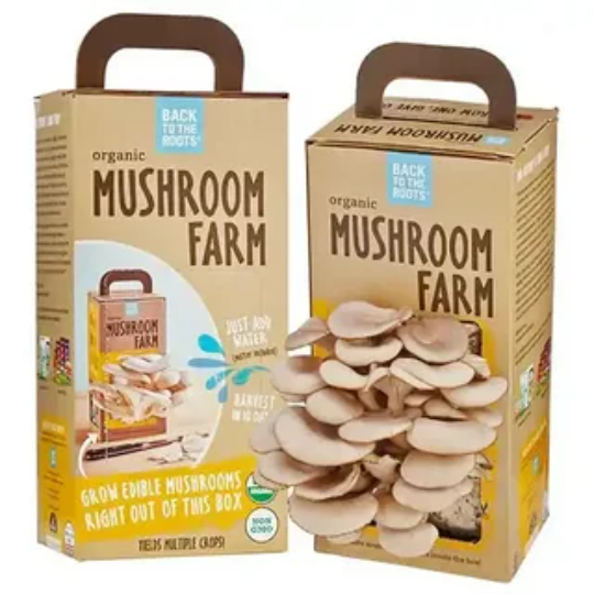 Mushroom Packaging 